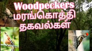 மரங்கொத்தி யின் ஆச்சரியமான தகவல்கள் மரங்களின் மருத்துவர்  Information for woodpeckers