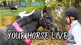 YOUR HORSE LIVE 2024 | Drama before the last horse show of the year