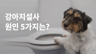 강아지가 설사를 한다면? 원인이 궁금해요!