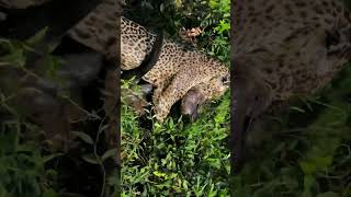 Jaguar preying on giant otter in the pantanal #jaguar #otter #brazil #bigcat #wildlife #fighting