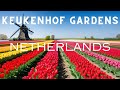 Keukenhof Gardens 2024: Unveiling the Beauty of Tulips - Travel Guide