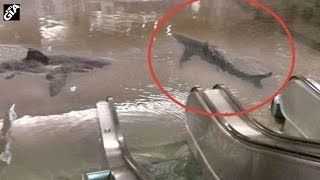 Magnitude 7,4 tremblement de terre survenu au Japon, qui a produit un tsunami, le 21 novembre 2016