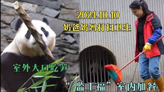 10.10福宝化身“监工福”室内加餐，奶爸奶妈打扫卫生添大笋，福公主出门大口吃笋炫竹叶#panda #大熊貓 #大熊猫福宝