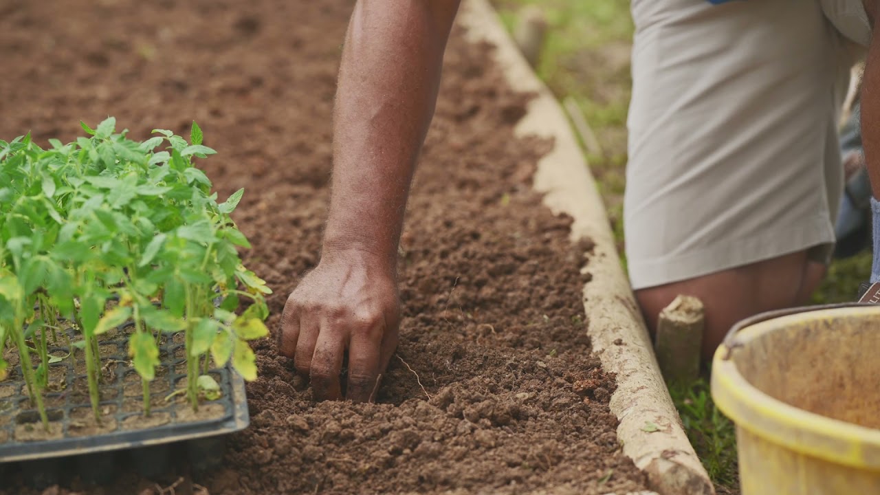 Episode 4 Direct Seeding And Transplanting Seedlings Youtube