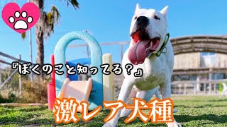 #22 超大型犬のドゴ・アルヘンティーノは知ってる？Dogo Argentino