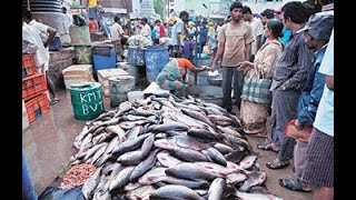 সাতক্ষীরা মাছের পাইকারী বাজার ||পাইকারী মাছের বাজার সাতক্ষীরা