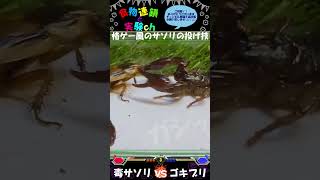 【閲覧注意】格ゲーみたいなサソリの投げ技でゴキブリ、一撃ノックアウト！！蠍が餌のゴキブリを捕食する際の一コマです…Σ(･ω･ﾉ)ﾉ！　＜生物観察　昆虫バトル　飼育　給餌　チャグロサソリ＞#shorts