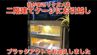 超簡単自作ケージ！我が家のリクガメを二階建てケージにお引越ししました。