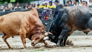 Nepali Cow Fight