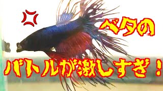 【アクアリウム】さすが闘魚！常軌を逸したフレアリングを見せるベタ【Betta fish】