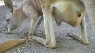 アカカンガルー　顔出す赤ちゃん