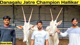 Danagalu Jatre Champion Hallikar Cattle Farm  Divakar Siddlingapura Mysore