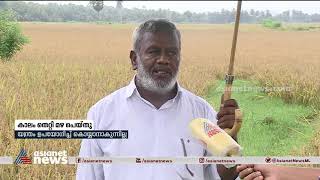 കാലം തെറ്റി മഴ; പാലക്കാട്ടെ നെൽപ്പാടങ്ങളിൽ കൊയ്ത്ത് പ്രതിസന്ധിയില്‍ Palakkad farming