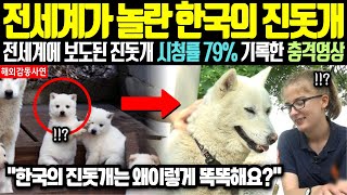 [해외감동사연] '전세계가 놀란 한국의 진돗개' CNN에서 보도된 전세계 시청률 79% 기록한 한국의 진돗개 영상 공개