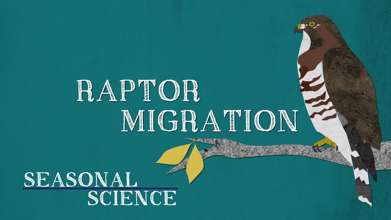 Raptor Migration | Seasonal Science | UNC-TV - YouTube