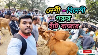 দেশী ও বিদেশী গরুর হাট-বাজার | traditional village cow market in Bangladesh