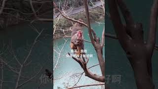 😱可哀想に猿子ちゃん🐒😲　Ep199