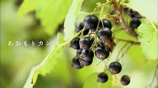 01 Aomori Cassis