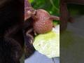 Snail has 14000 teeth #shorts #shortsfeed #viral #trending #ytshorts #short #snail #wildlife #facts