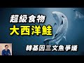 靠轉基因獲得強大特性，卻引發諸多爭議，「人造」大西洋鮭魚會成為超級食物嗎？轉基因三文魚【老肉雜談】#動物 #野生動物 #海洋生物 #鮭魚 #salmon