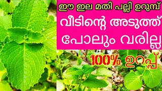 പല്ലി ശല്യം ഒഴിവാക്കാൻ ഈ ഇല മാത്രം മതി|How To Get Rid Of Lizards At Home|പനിക്കൂർക്കയുടെ ഔഷധ ഗുണങ്ങൾ