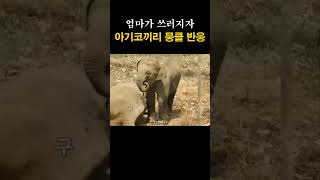 엄마가 쓰러지자 아기코끼리의 뭉클한 반응 #shorts