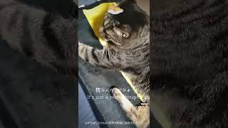 枕なんだけどなぁ（It's just a pillow though）#cat #猫動画 #猫好き#猫のいる暮らし #マクラ