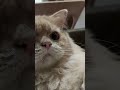 awas keluar tu bola mata melotot terus kek mak tiri mick catshorts shortvideo cats kucing