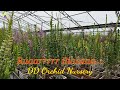 Koleksi Anggrek DD Orchid Nursery di Kota Batu-Jawa Timur