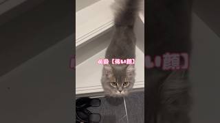 もこちゃんのお出迎え動画 #猫 #サイベリアン #もこちゃん #子猫 #猫動画