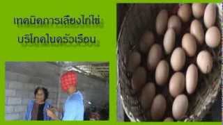 เทคนิคการเลี้ยงไก่ไข่ให้ประสบความสำเร็จ