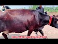 lajpal dairy farm jersey cows australian cows jani best 23 march 2023