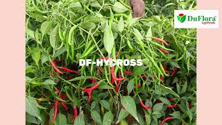 HY Chilli DF- Hycross 1080p 1