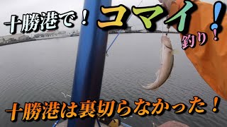 太平洋でコマイ釣り！十勝港は裏切らない！