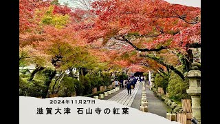 滋賀大津 石山寺の紅葉 2024.11.27