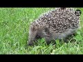 কাঁটাচুয়া বিরল এক অদ্ভুত প্রাণী। hedgehog