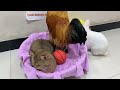 Wow!😺The kitten tamed the rooster and the rabbit and made them live in harmony! 😂 Cute animal videos