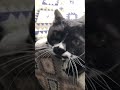 tuxedo cat🐈‍⬛楽しいくねくね🐈白黒猫ざきおくん