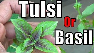 Difference Between Tulsi and Basil | What Is Tulsi-Niazbo-Basil | Must Watch (Urdu/hindi)