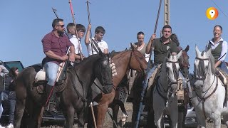 Ólvega celebra su tradicional encierro de vacas por el campo