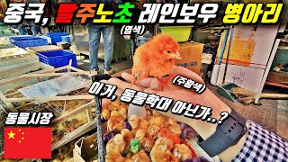 중국, 동물 시장.. 말로만 듣던 무지개색 염색 병아리 l 중국[12]