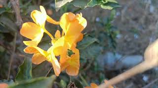 Crossandra Yellow (Kanakambaram)-URR Photography