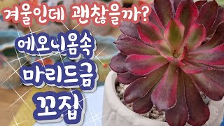 이 계절 변화 없어 심심한 마리드금 꼬집었습니다~ 다부댁네 걸이대에서 살던 콩분 다육이들~ 콩분에서  소멸해 가는  다육이들  구출하기 !