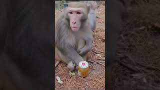 போட நா கஷ்ட பாடுறதா உலகமே பரப்புவா போட 😭🐒🔥🐒😀#funny monkey dialogue trending viral comdey