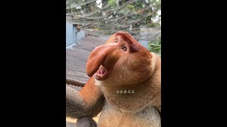 Proboscis monkey Nakula #shorts