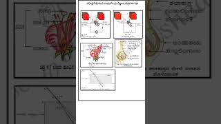 Science important diagrams class 10 2023 sslc exam 2023