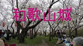 桜の名所 和歌山城 【 うろうろ和歌山 Travel Japan 】さくら 花見  Wakayama Castle