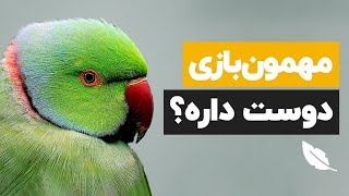 🐦 نکات طلایی نگهداری طوطی ملنگو که عمرش رو بیشتر می‌کنه