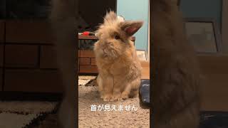 毛むくじゃらなウサギを眺めるだけ #bunny