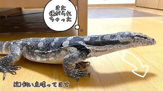 ミズオオトカゲの白ちゃん、1匹でぽつ〜ん(°▽°;)Common water monitor